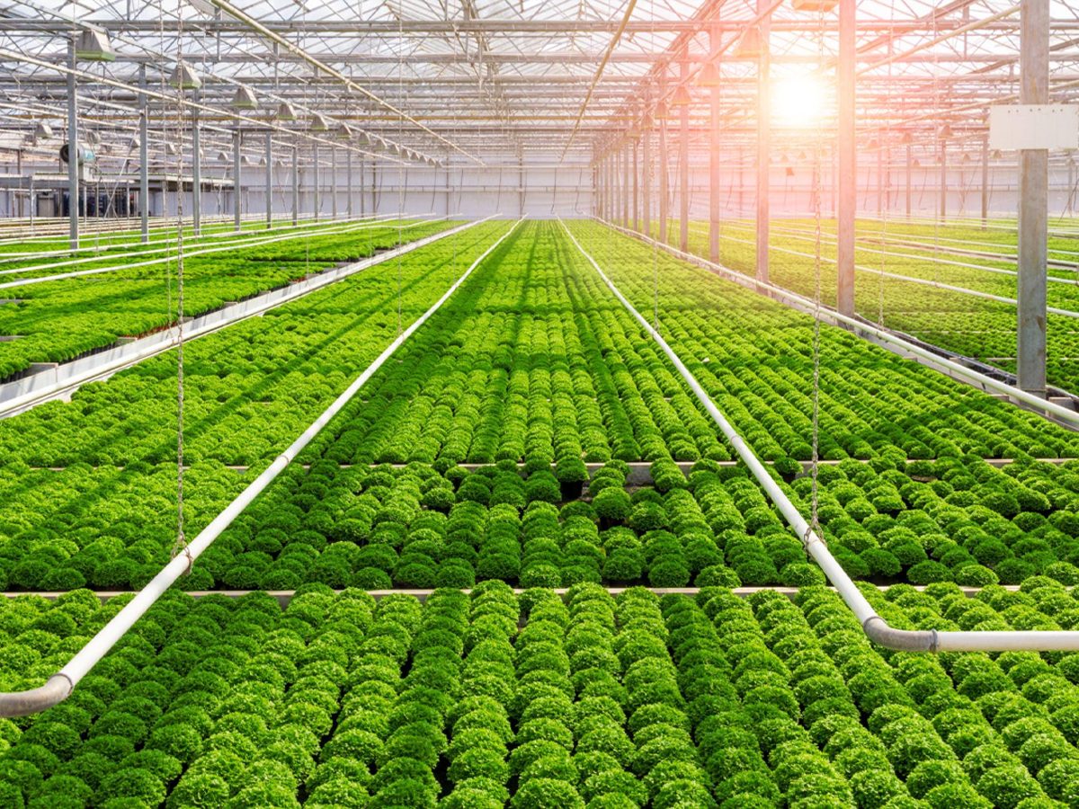 Cumilla Greenhouse Produce