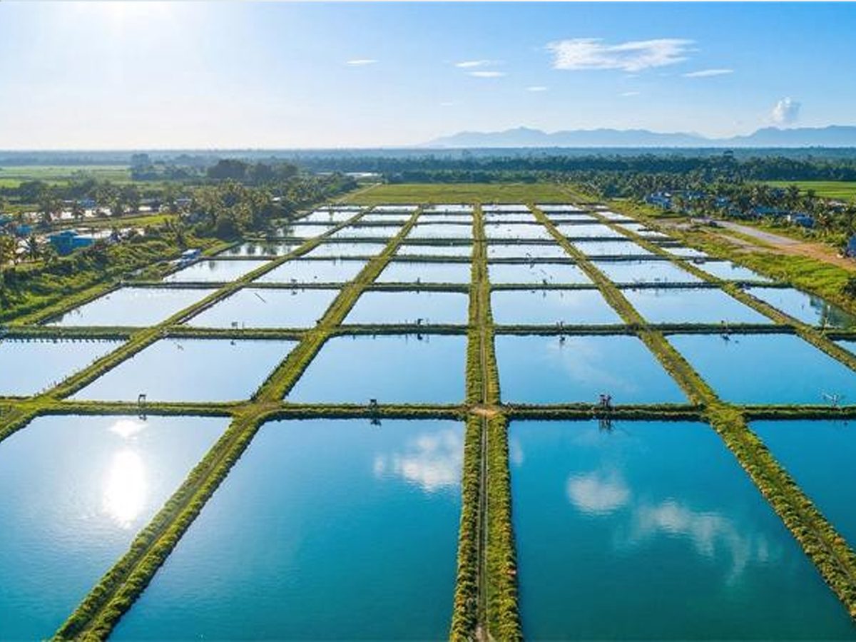 Mymensingh Aqua Farm