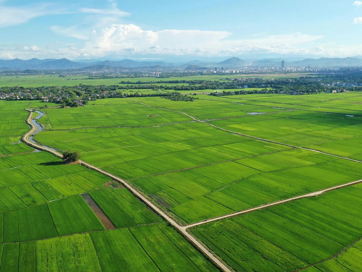 Farmer in a paddy field
