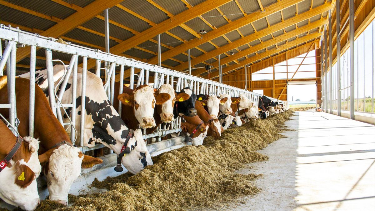 Monthly field report: dairy unit production up 18 percent