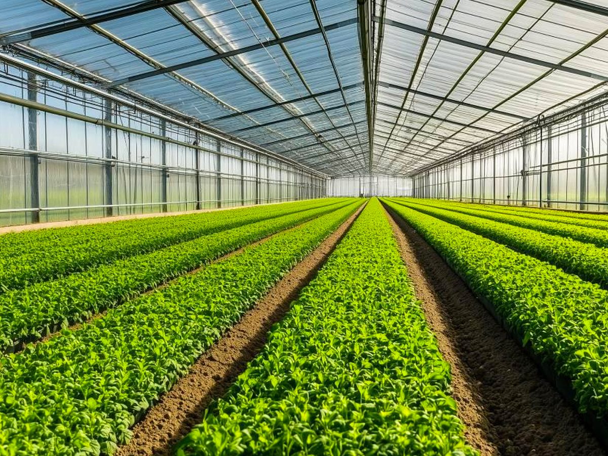 Cumilla Greenhouse Produce