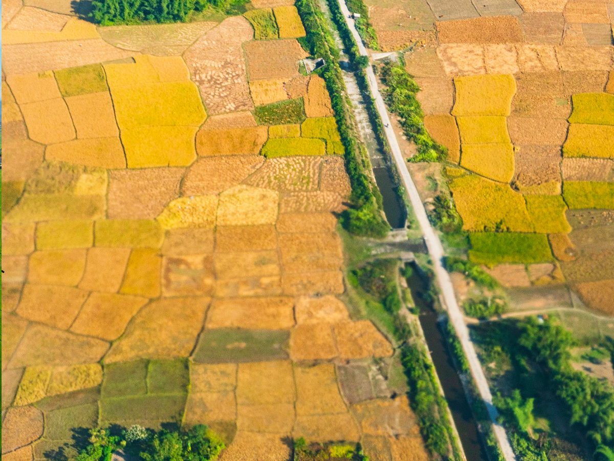 Dinajpur Wheat Season