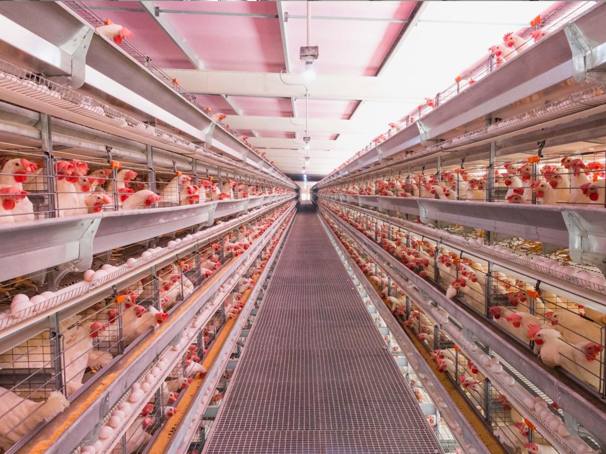 Gazipur Poultry Layer