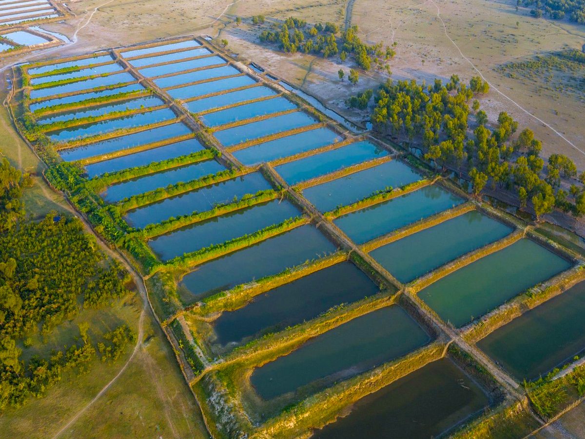 Mymensingh Aqua Farm