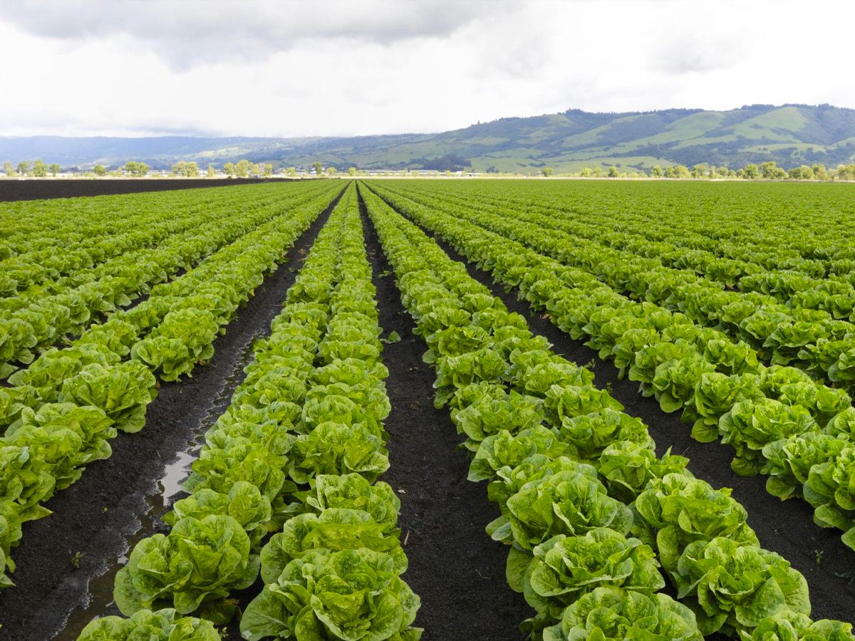 Narsingdi Organic Vegetables