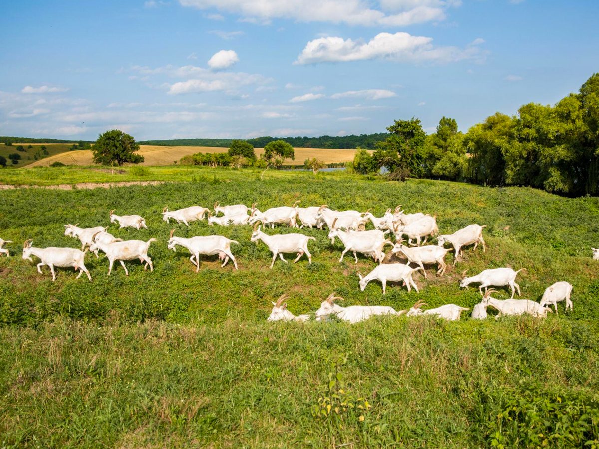 Qurbani Goat Rearing