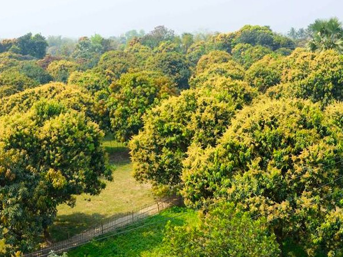 Rajshahi Mango Orchard