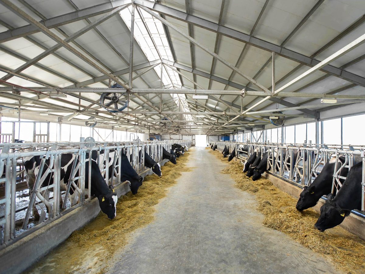 Savar Dairy Fattening