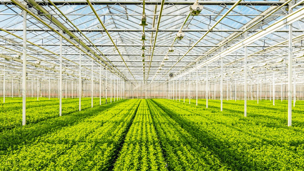 Farm Project Development