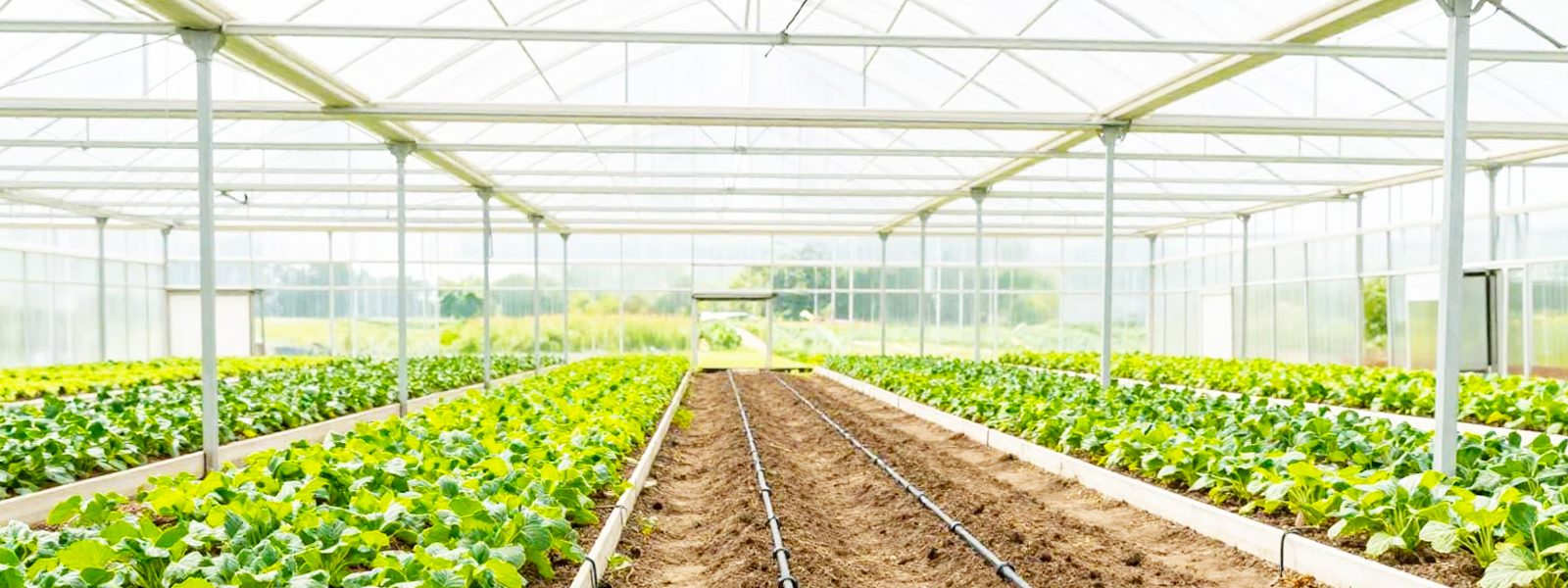 Young plant in a farmer's hands