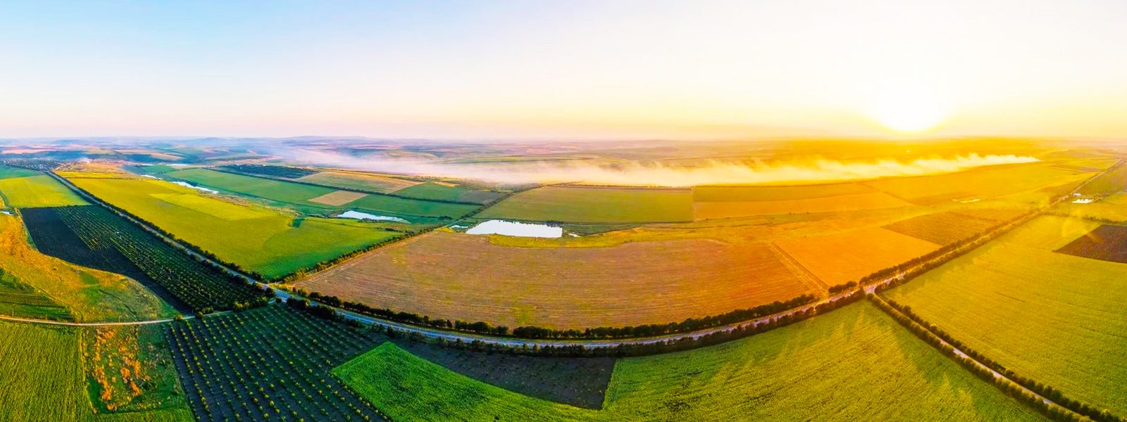 Golden wheat field at sunrise